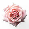 Mood Bloom™ (fka Rose Colored Glasses)